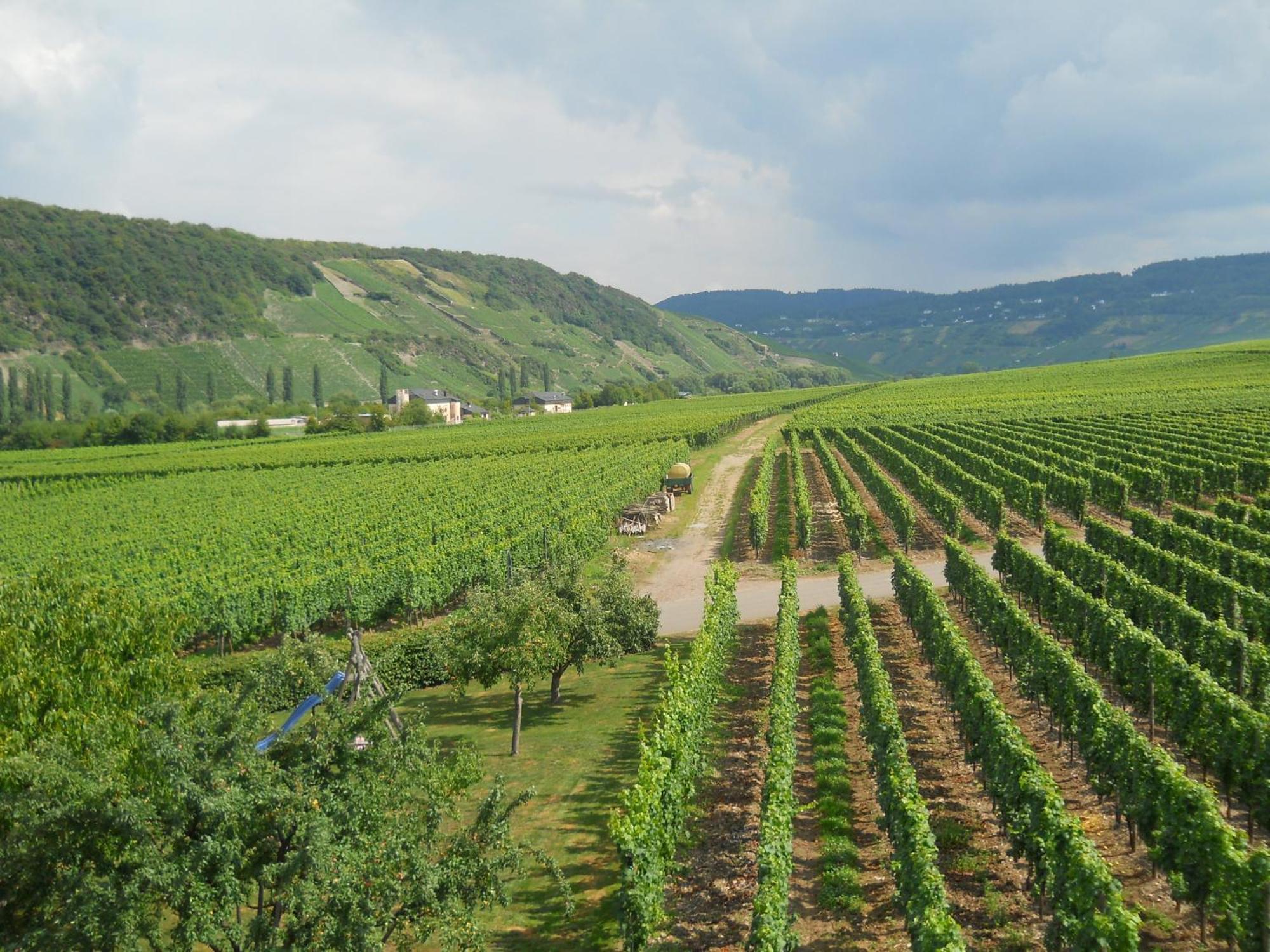 Ferienweingut Winnebeck Köwerich المظهر الخارجي الصورة